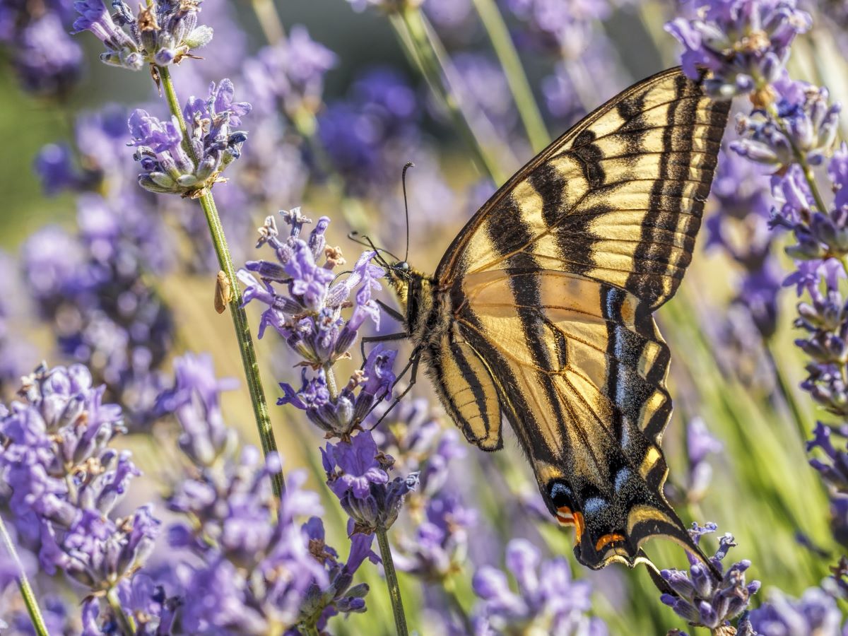 Butterfly Garden Secrets: Discover 15 Herbs that Attract Butterflies